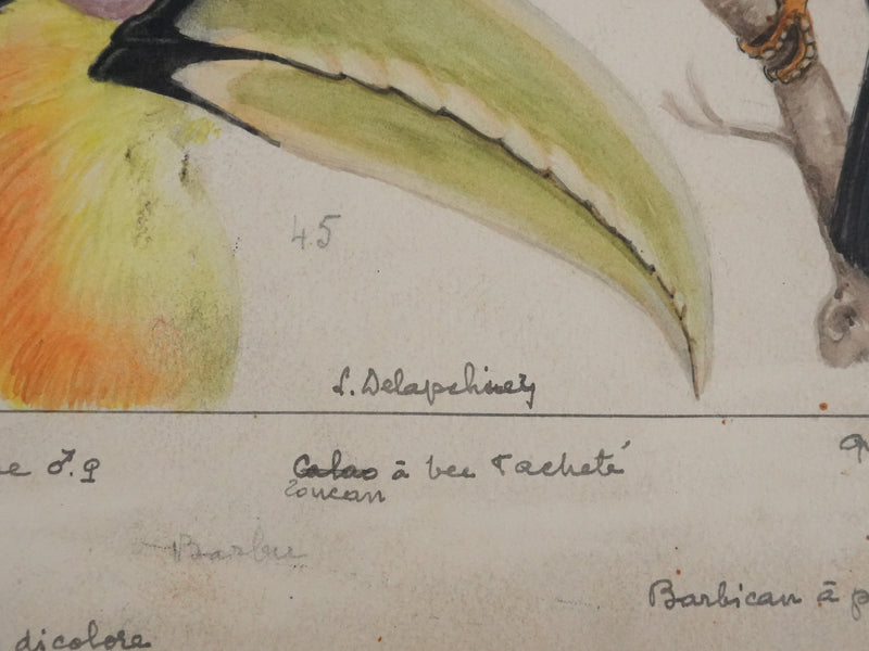 Louis DELAPCHIER : Toucan, Barbican et Quetzal, Aquarelle originale signée