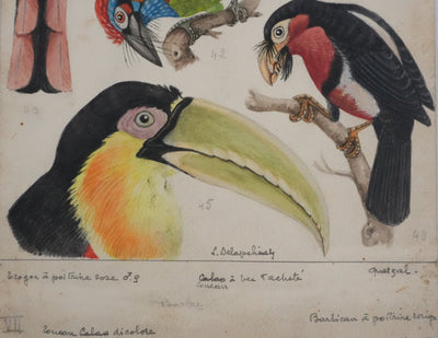 Louis DELAPCHIER : Toucan, Barbican et Quetzal, Aquarelle originale signée