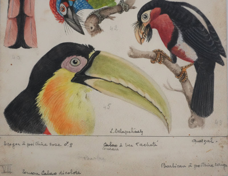 Louis DELAPCHIER : Toucan, Barbican et Quetzal, Aquarelle originale signée