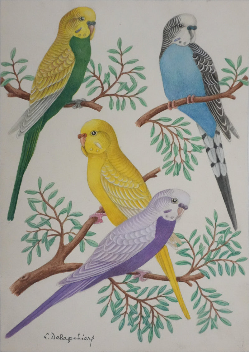 Louis DELAPCHIER : Perruches colorées, Aquarelle originale signée