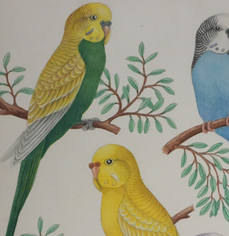 Louis DELAPCHIER : Perruches colorées, Aquarelle originale signée