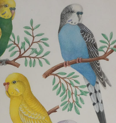 Louis DELAPCHIER : Perruches colorées, Aquarelle originale signée