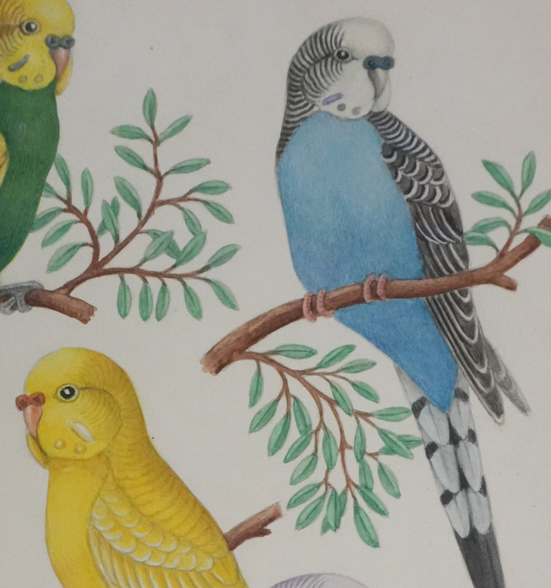 Louis DELAPCHIER : Perruches colorées, Aquarelle originale signée