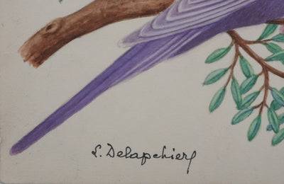 Louis DELAPCHIER : Perruches colorées, Aquarelle originale signée