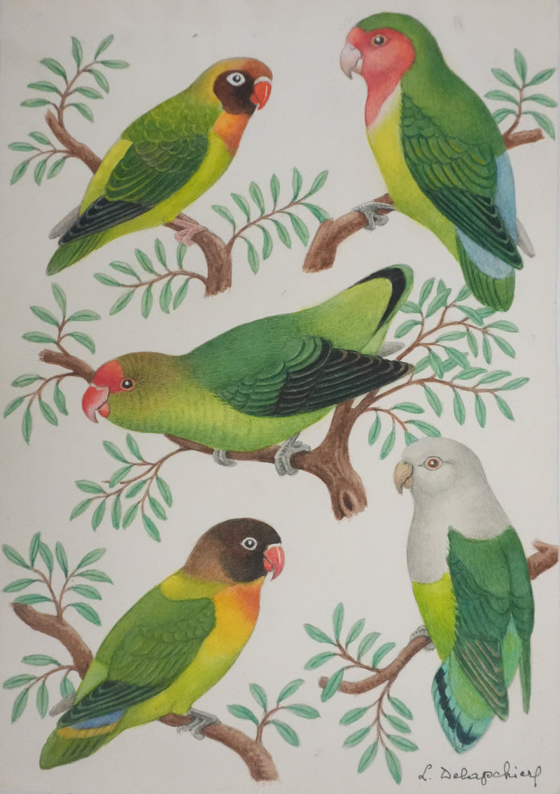 Louis DELAPCHIER : Petits perroquets verts, Aquarelle originale signée