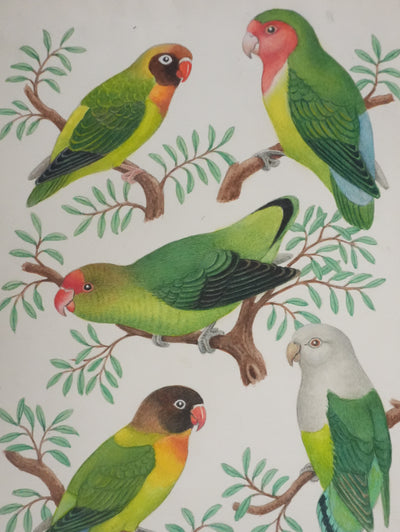 Louis DELAPCHIER : Petits perroquets verts, Aquarelle originale signée