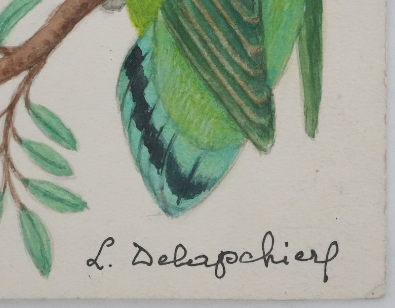 Louis DELAPCHIER : Petits perroquets verts, Aquarelle originale signée