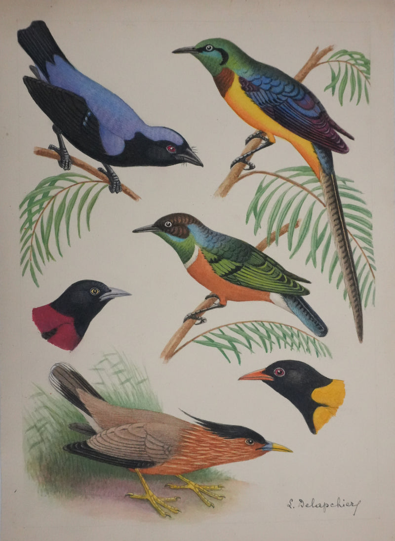 Louis DELAPCHIER : Petits oiseaux colorés, Aquarelle originale signée