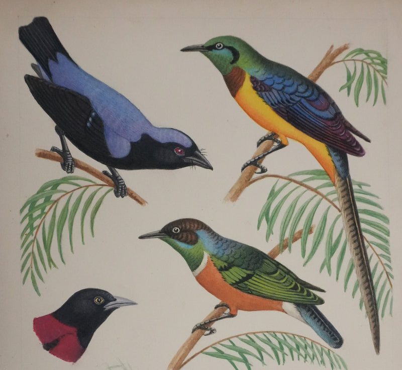 Louis DELAPCHIER : Petits oiseaux colorés, Aquarelle originale signée