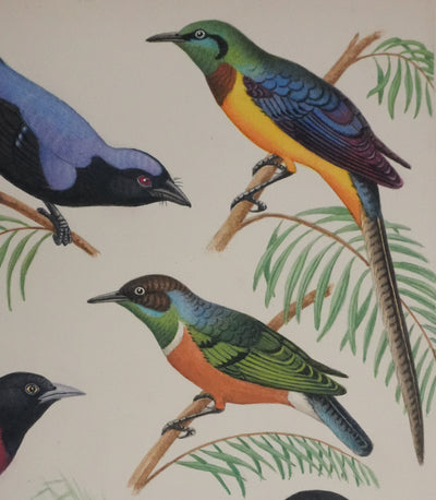 Louis DELAPCHIER : Petits oiseaux colorés, Aquarelle originale signée