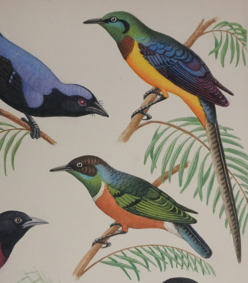Louis DELAPCHIER : Petits oiseaux colorés, Aquarelle originale signée