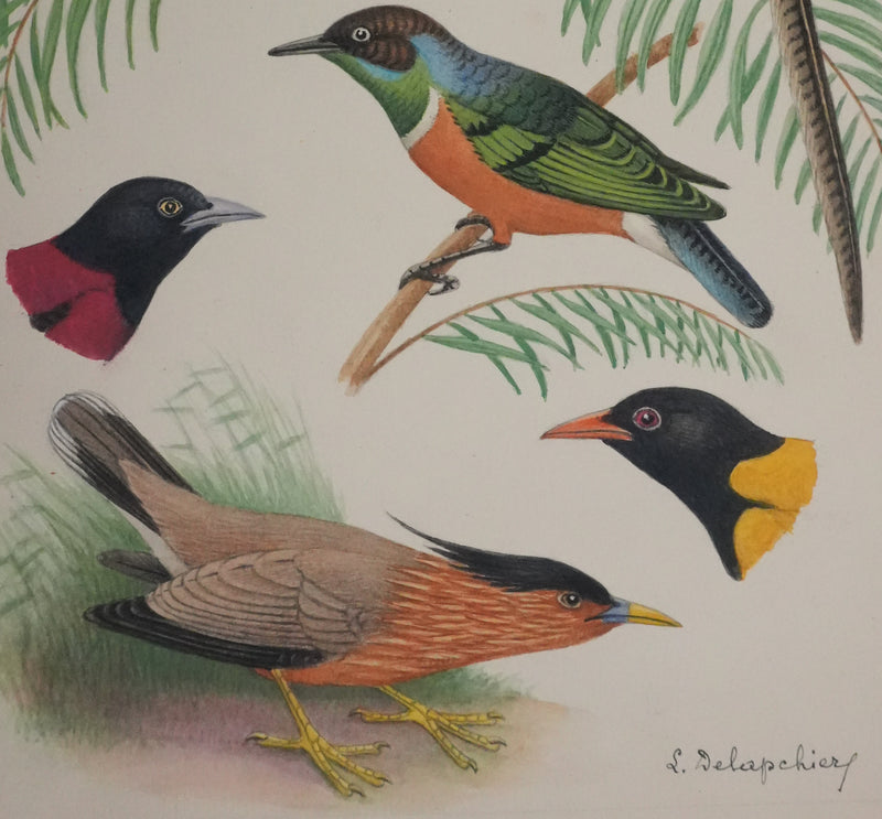 Louis DELAPCHIER : Petits oiseaux colorés, Aquarelle originale signée