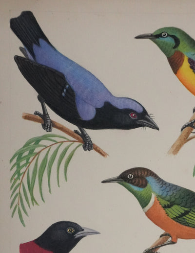 Louis DELAPCHIER : Petits oiseaux colorés, Aquarelle originale signée