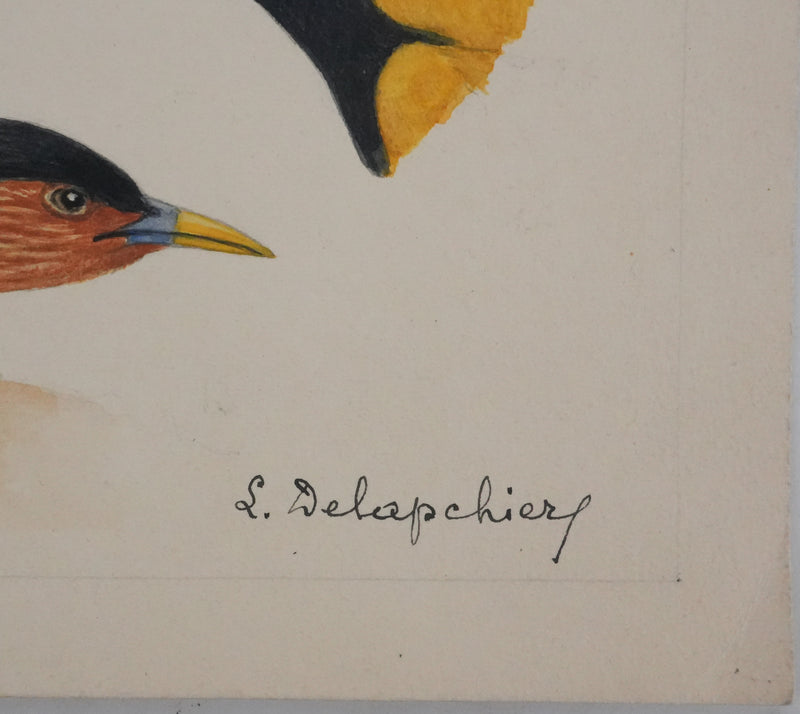Louis DELAPCHIER : Petits oiseaux colorés, Aquarelle originale signée