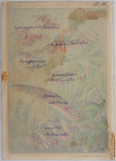 Fernand ANGEL : Tétra de Rio, Hachette marbrée et Anguille, Aquarelle originale signée