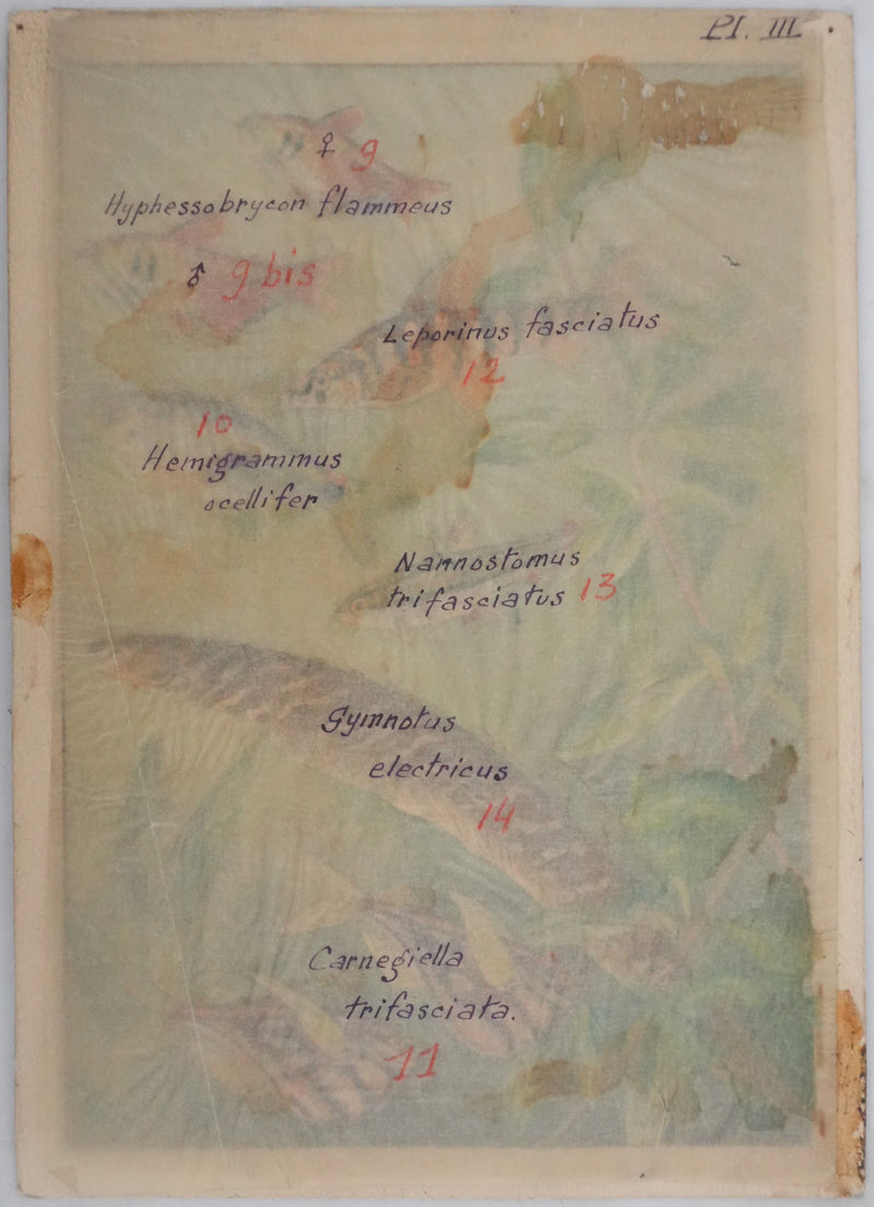 Fernand ANGEL : Tétra de Rio, Hachette marbrée et Anguille, Aquarelle originale signée