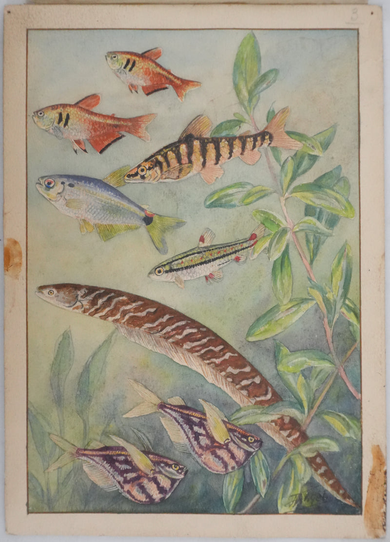 Fernand ANGEL : Tétra de Rio, Hachette marbrée et Anguille, Aquarelle originale signée