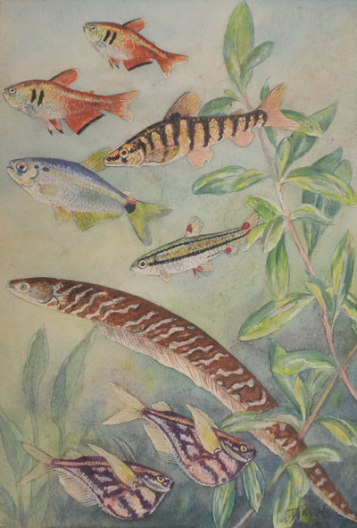 Fernand ANGEL : Tétra de Rio, Hachette marbrée et Anguille, Aquarelle originale signée