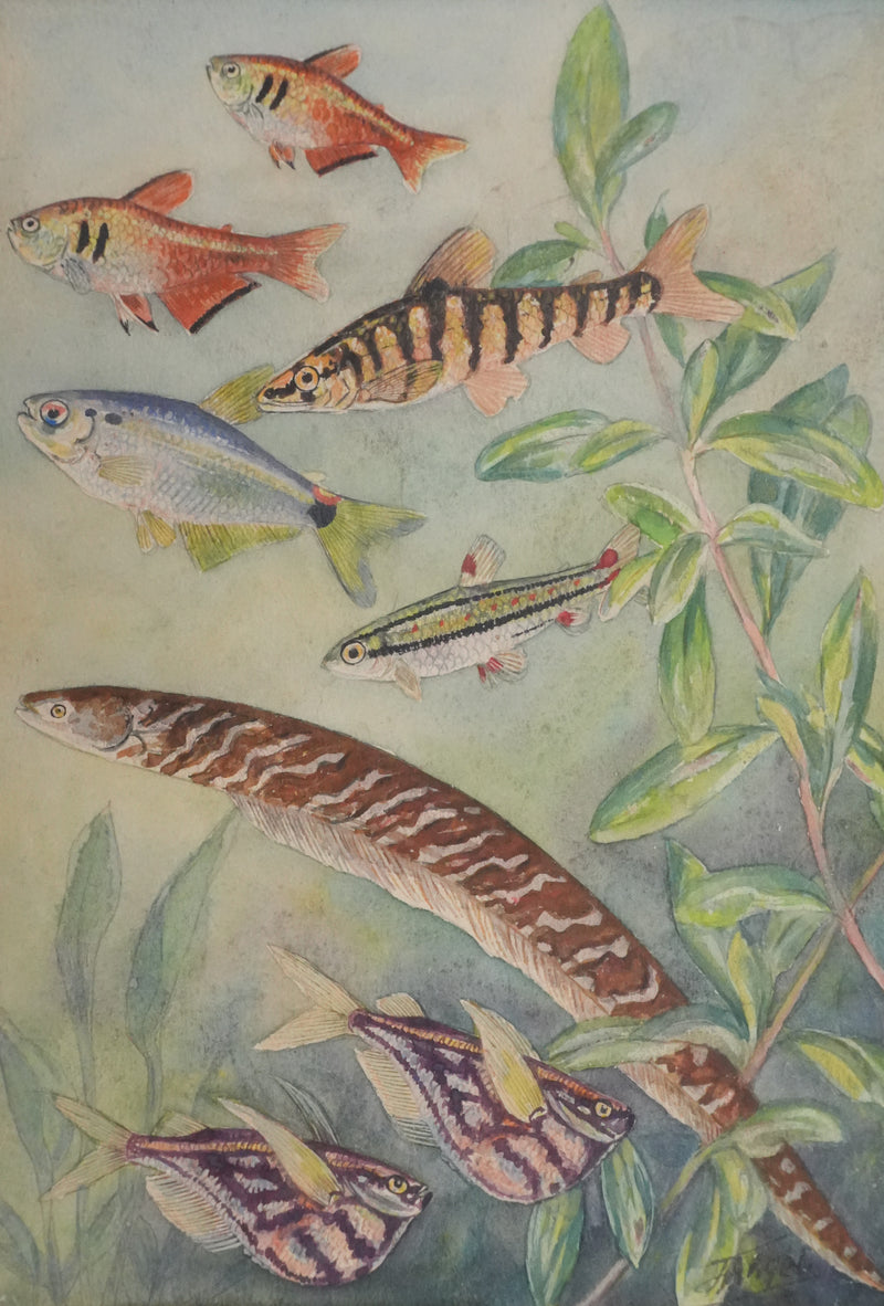 Fernand ANGEL : Tétra de Rio, Hachette marbrée et Anguille, Aquarelle originale signée