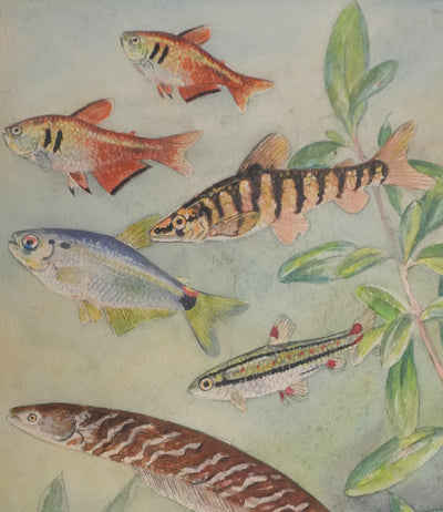 Fernand ANGEL : Tétra de Rio, Hachette marbrée et Anguille, Aquarelle originale signée