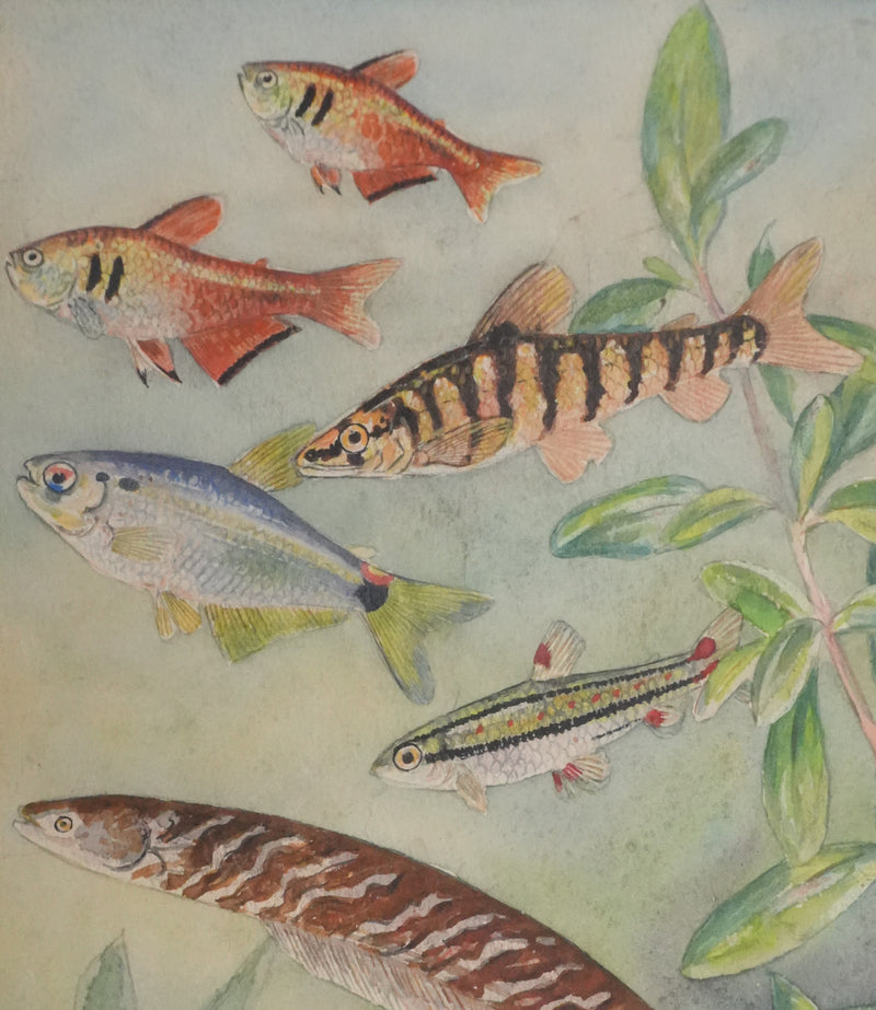 Fernand ANGEL : Tétra de Rio, Hachette marbrée et Anguille, Aquarelle originale signée