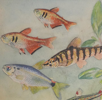 Fernand ANGEL : Tétra de Rio, Hachette marbrée et Anguille, Aquarelle originale signée