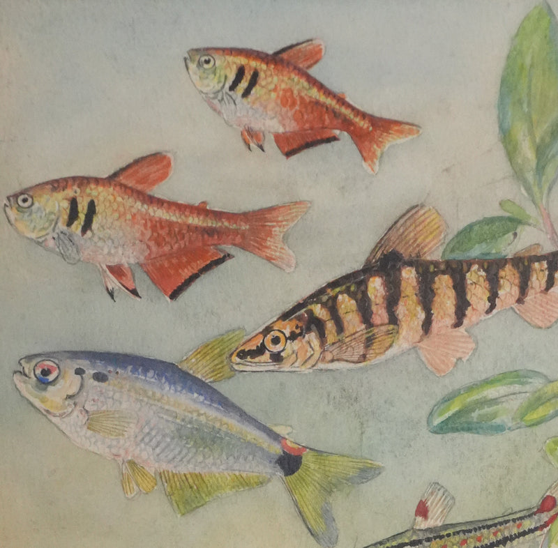 Fernand ANGEL : Tétra de Rio, Hachette marbrée et Anguille, Aquarelle originale signée