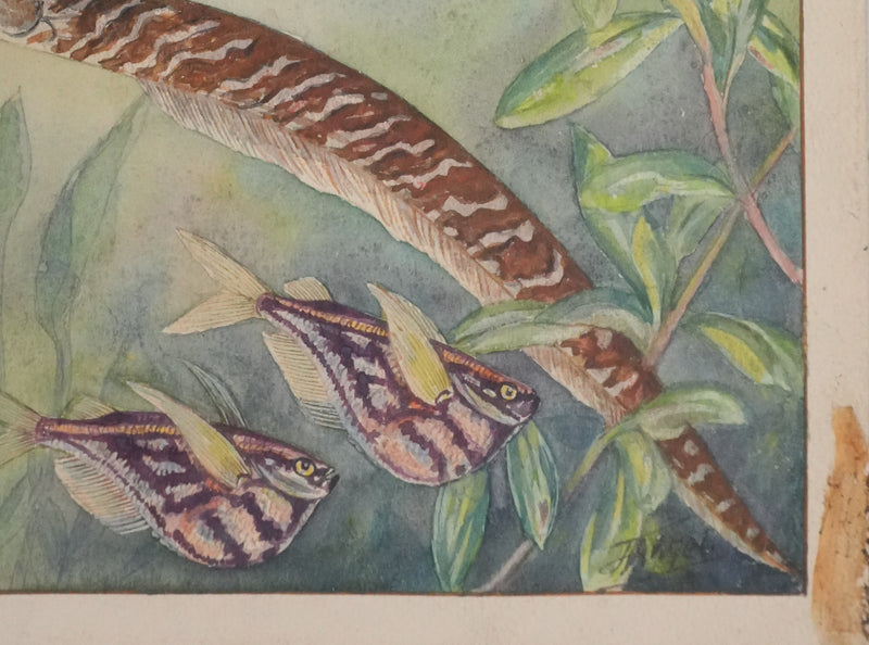 Fernand ANGEL : Tétra de Rio, Hachette marbrée et Anguille, Aquarelle originale signée