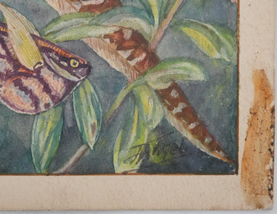 Fernand ANGEL : Tétra de Rio, Hachette marbrée et Anguille, Aquarelle originale signée