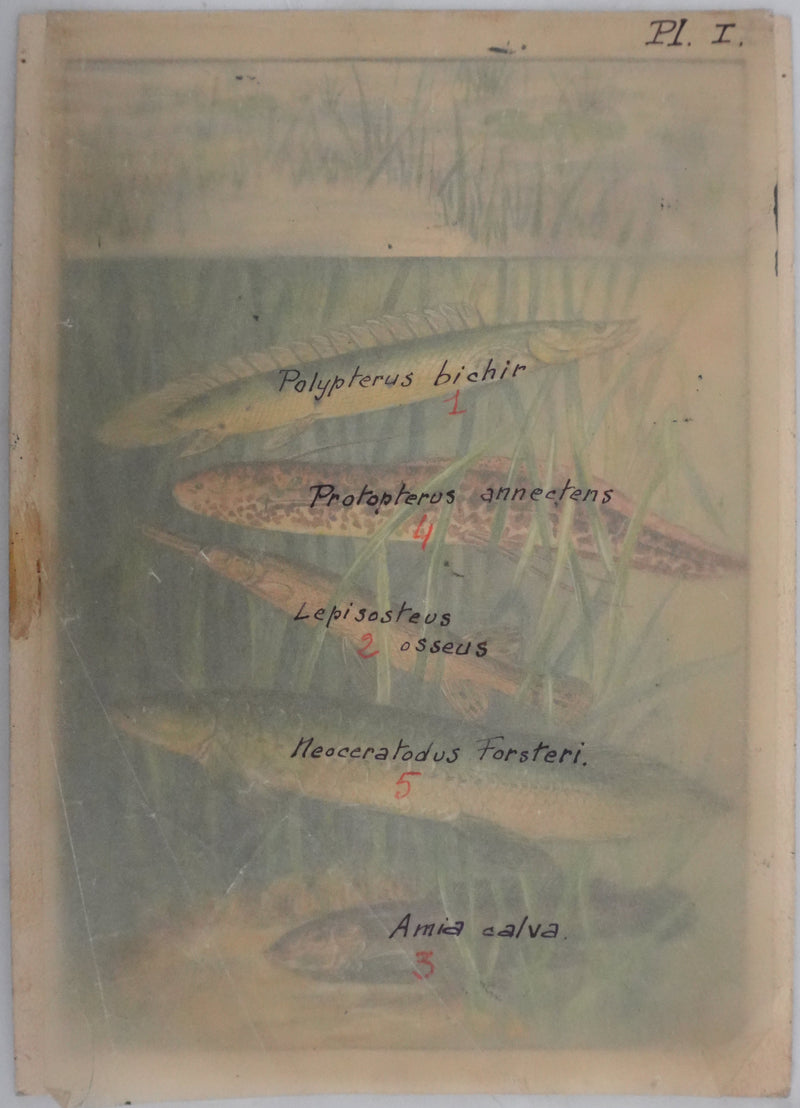 Fernand ANGEL : Polyptères, Lépisosté osseux et Poisson-castor, Aquarelle originale signée