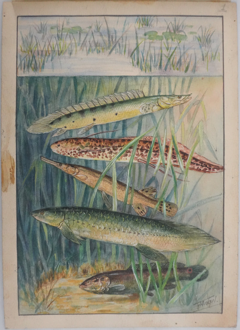 Fernand ANGEL : Polyptères, Lépisosté osseux et Poisson-castor, Aquarelle originale signée