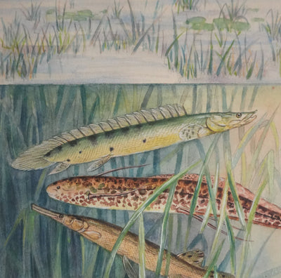 Fernand ANGEL : Polyptères, Lépisosté osseux et Poisson-castor, Aquarelle originale signée