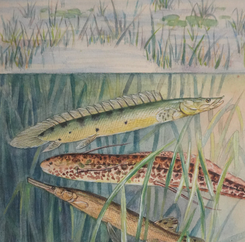 Fernand ANGEL : Polyptères, Lépisosté osseux et Poisson-castor, Aquarelle originale signée