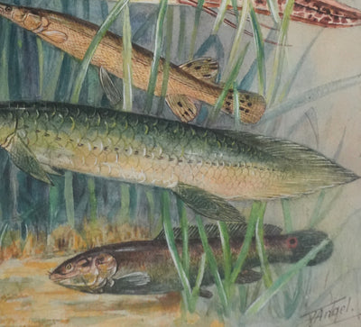Fernand ANGEL : Polyptères, Lépisosté osseux et Poisson-castor, Aquarelle originale signée