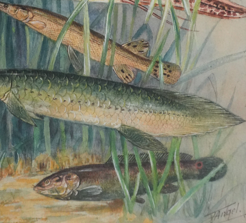 Fernand ANGEL : Polyptères, Lépisosté osseux et Poisson-castor, Aquarelle originale signée