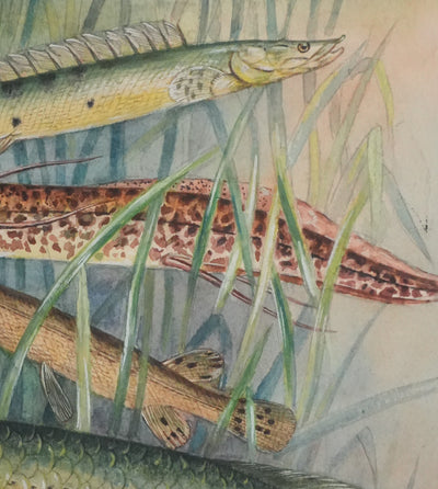 Fernand ANGEL : Polyptères, Lépisosté osseux et Poisson-castor, Aquarelle originale signée