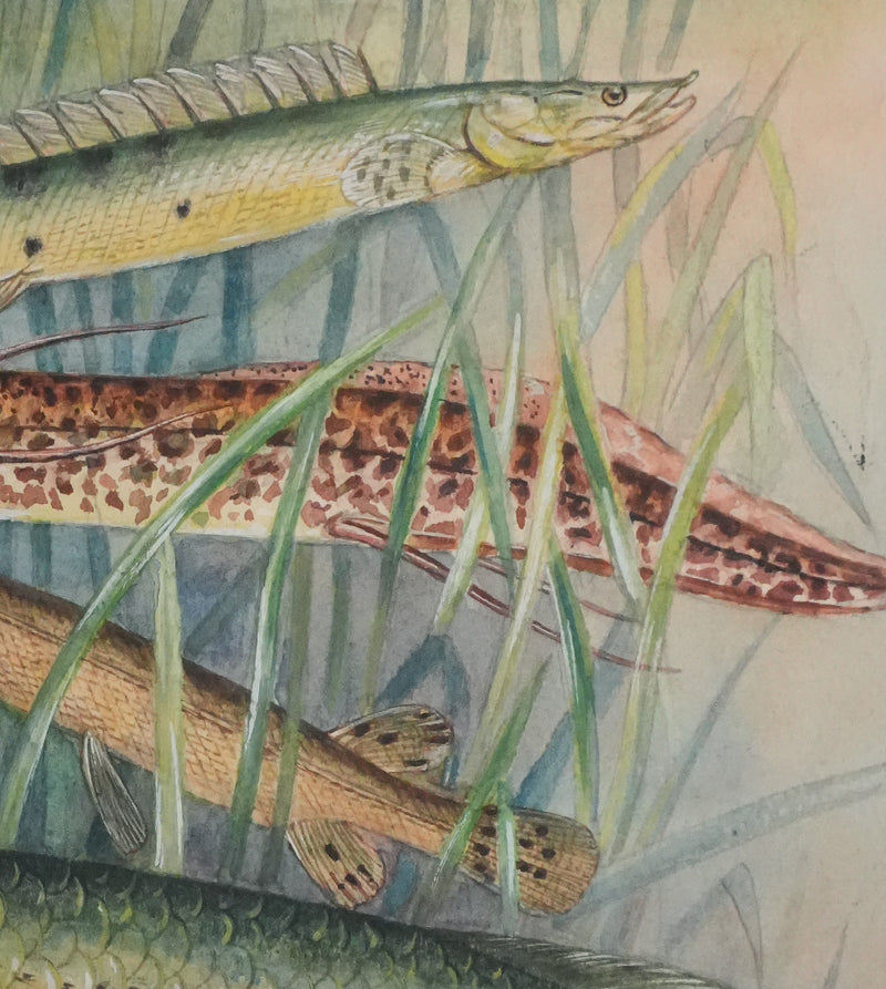 Fernand ANGEL : Polyptères, Lépisosté osseux et Poisson-castor, Aquarelle originale signée