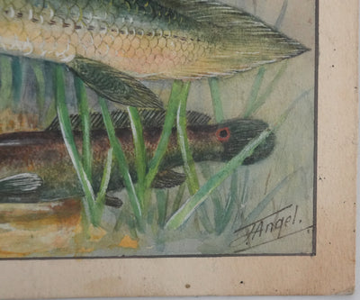 Fernand ANGEL : Polyptères, Lépisosté osseux et Poisson-castor, Aquarelle originale signée