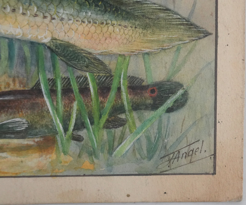 Fernand ANGEL : Polyptères, Lépisosté osseux et Poisson-castor, Aquarelle originale signée