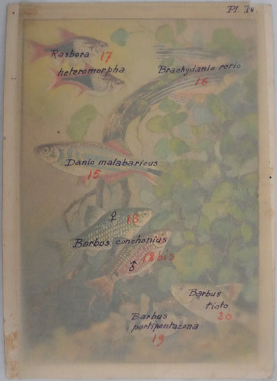Fernand ANGEL : Rasbora arlequin, Poisson-zèbre et Barbus, Aquarelle originale signée