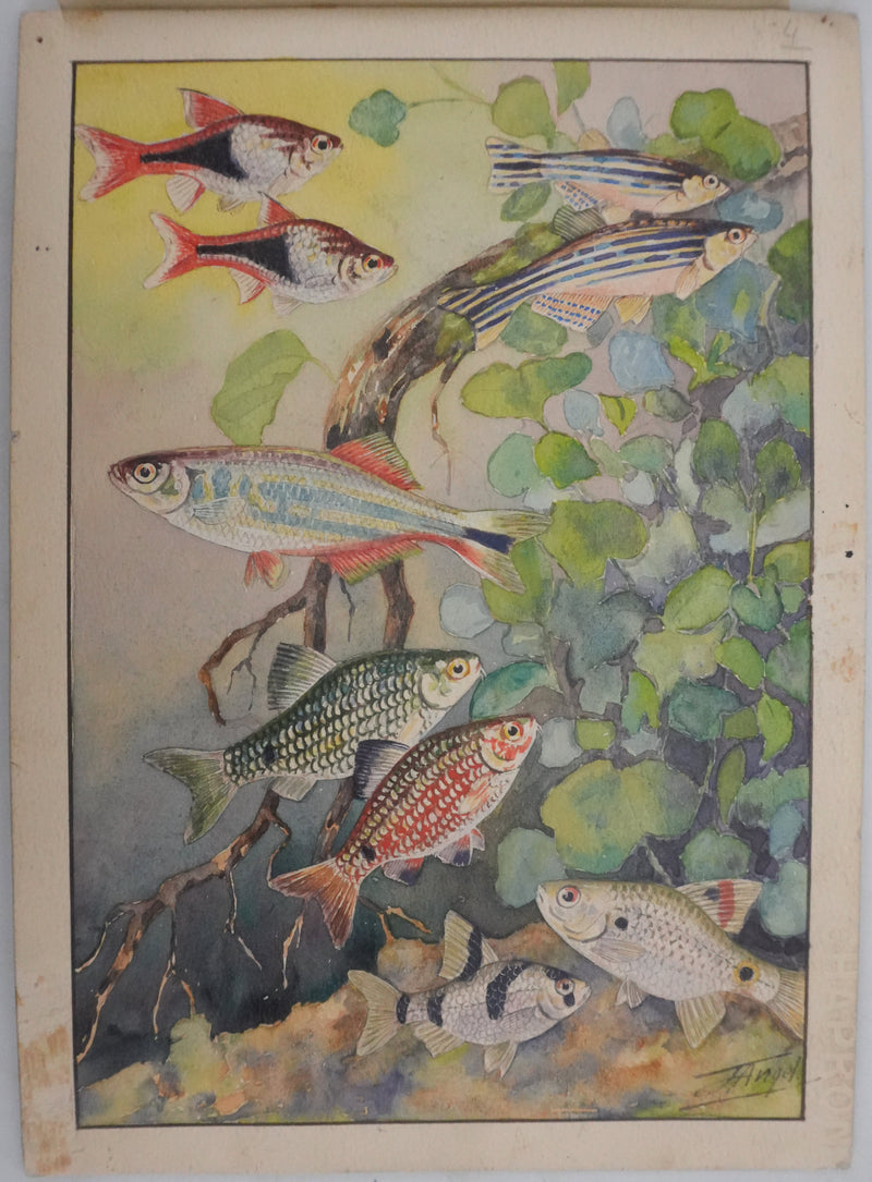 Fernand ANGEL : Rasbora arlequin, Poisson-zèbre et Barbus, Aquarelle originale signée