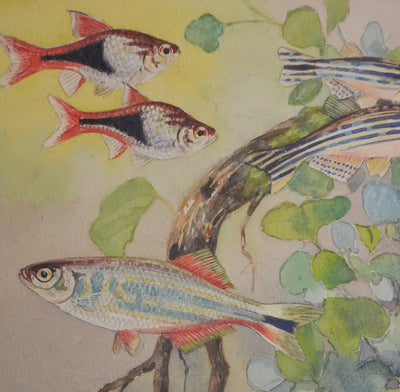 Fernand ANGEL : Rasbora arlequin, Poisson-zèbre et Barbus, Aquarelle originale signée