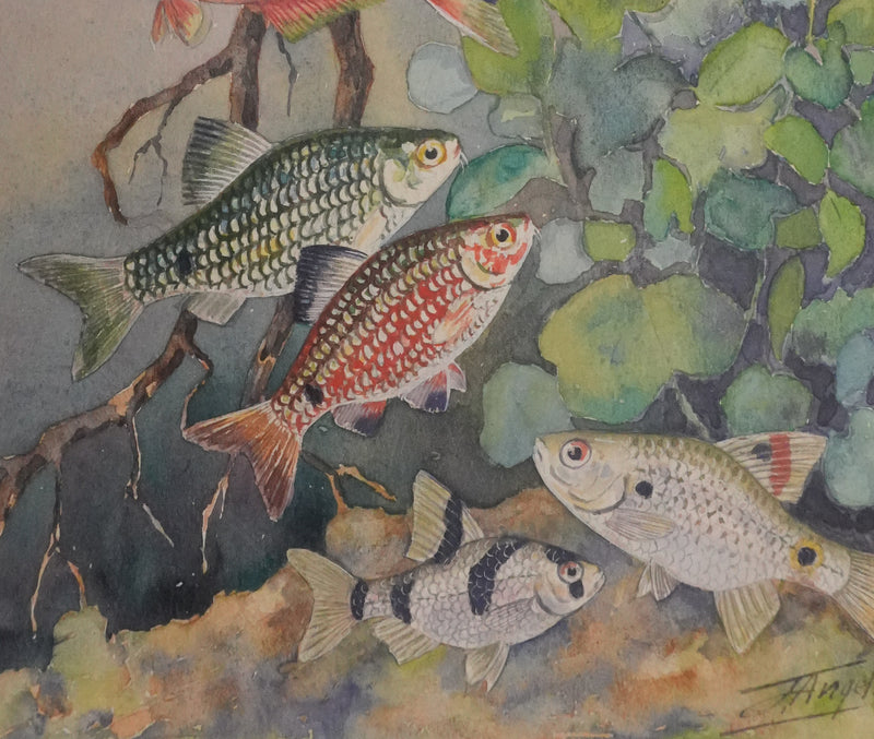 Fernand ANGEL : Rasbora arlequin, Poisson-zèbre et Barbus, Aquarelle originale signée