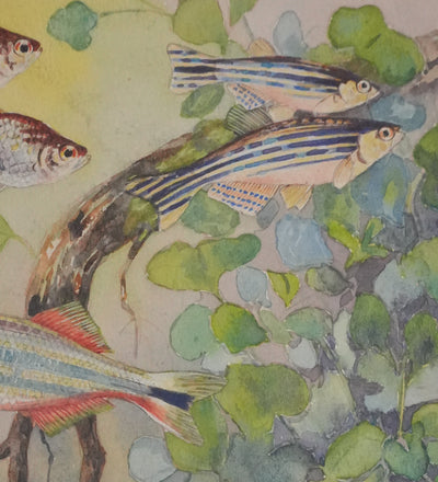 Fernand ANGEL : Rasbora arlequin, Poisson-zèbre et Barbus, Aquarelle originale signée