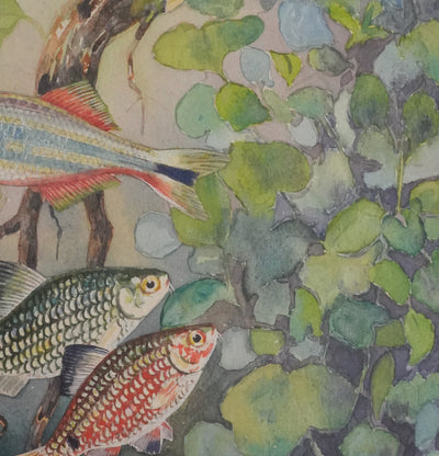Fernand ANGEL : Rasbora arlequin, Poisson-zèbre et Barbus, Aquarelle originale signée
