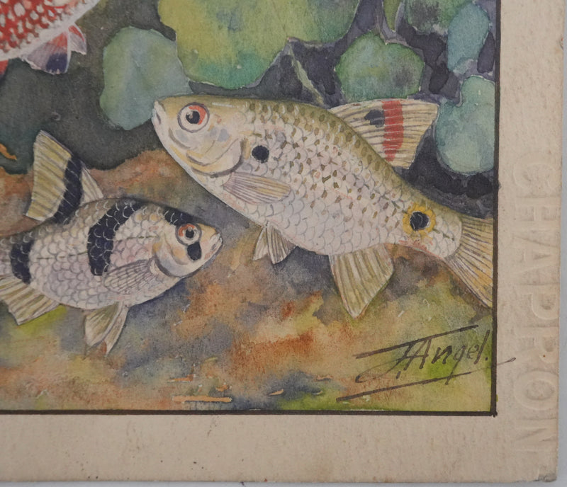 Fernand ANGEL : Rasbora arlequin, Poisson-zèbre et Barbus, Aquarelle originale signée