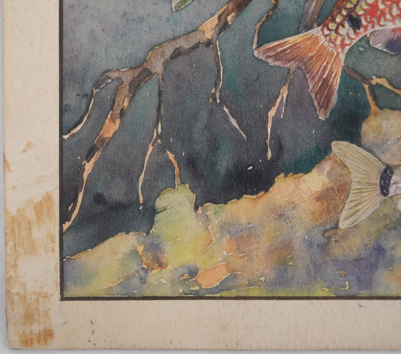 Fernand ANGEL : Rasbora arlequin, Poisson-zèbre et Barbus, Aquarelle originale signée