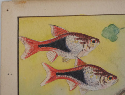 Fernand ANGEL : Rasbora arlequin, Poisson-zèbre et Barbus, Aquarelle originale signée
