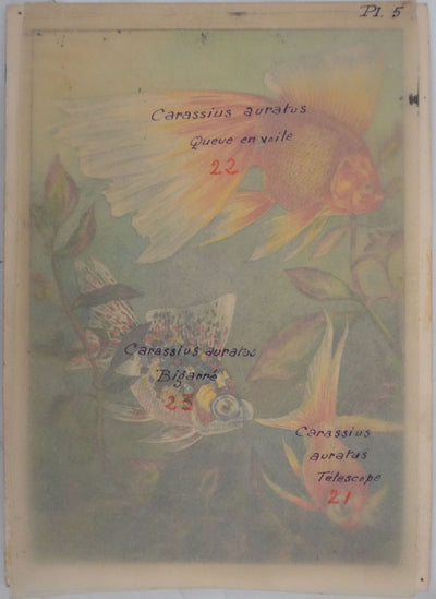 Fernand ANGEL : Carassin doré (télescope, queue en voile et bigarré), Aquarelle originale signée