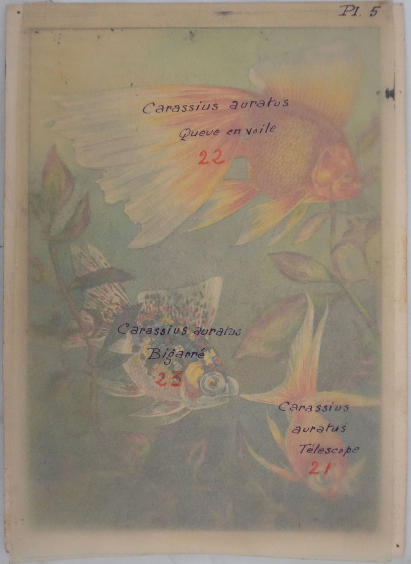 Fernand ANGEL : Carassin doré (télescope, queue en voile et bigarré), Aquarelle originale signée